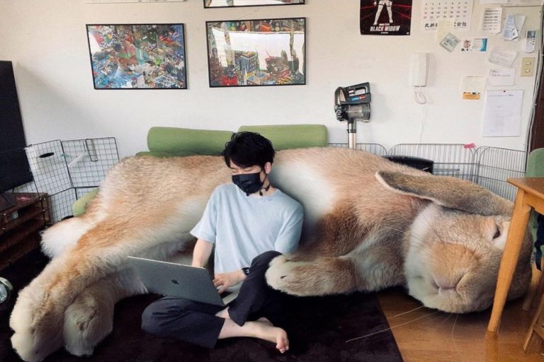 日本一名飼主將寵物兔放大，看起來就像一超大毛沙發一樣療癒！（圖／twitter帳號koedo_tyan）