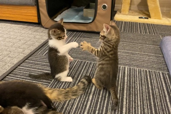 兩隻小貓在玩耍　推主拍下照片驚：在玩剪刀石頭布？