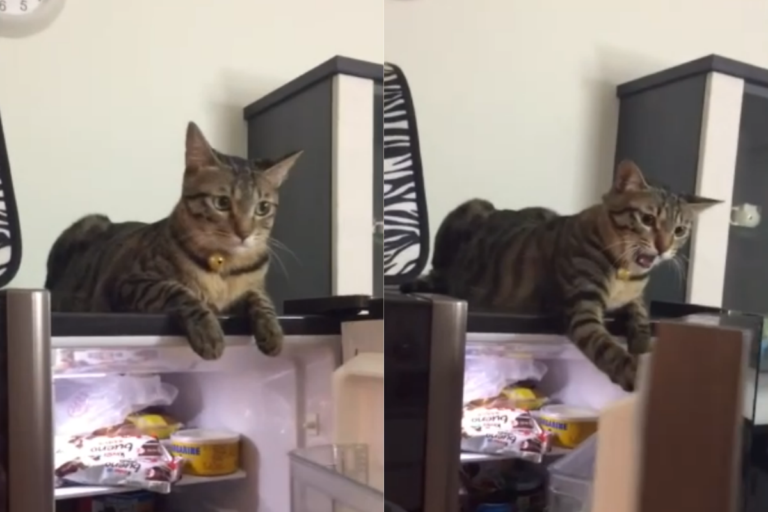 影／主人開冰箱竟惹怒貓咪　牠激動阻止：不准開！
