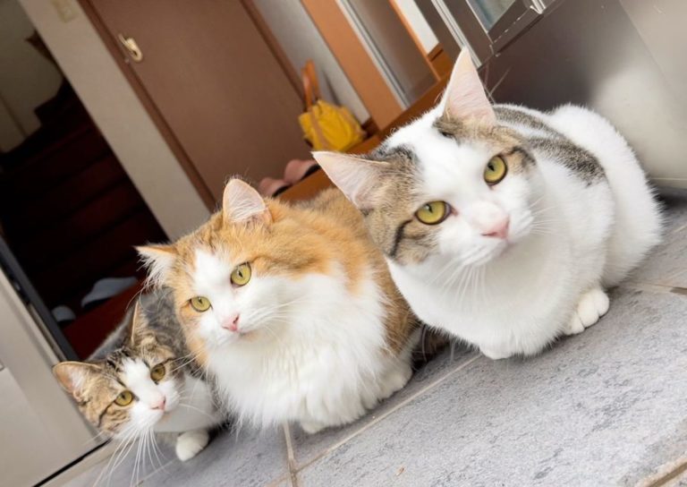 此網友是多貓家庭，各種個性的貓咪讓生活增添許多趣味。（圖／Instagram帳號：hinoki.cute.kitten）