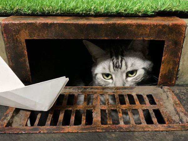 貓咪進駐《牠》經典場景　網驚：我願意被誘拐！