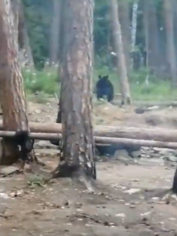 野營遇棕熊靠近黑貓霸氣護主逼退　網驚：不愧是戰鬥民族！
