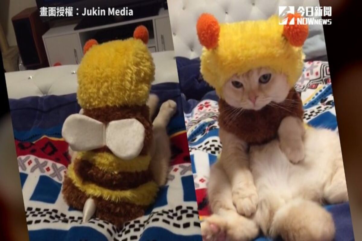 厭世臉貓穿上蜜蜂裝，看似哀怨尾巴卻很誠實。（圖／美聯社AP/Jukin Media 授權）