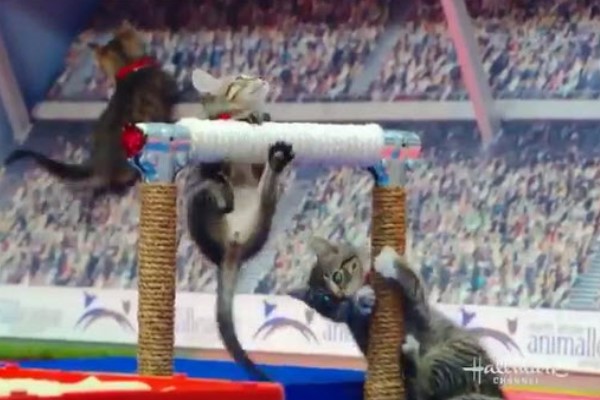 貓界奧林匹克單槓吊環通通來網萌暈：全部都給牌！