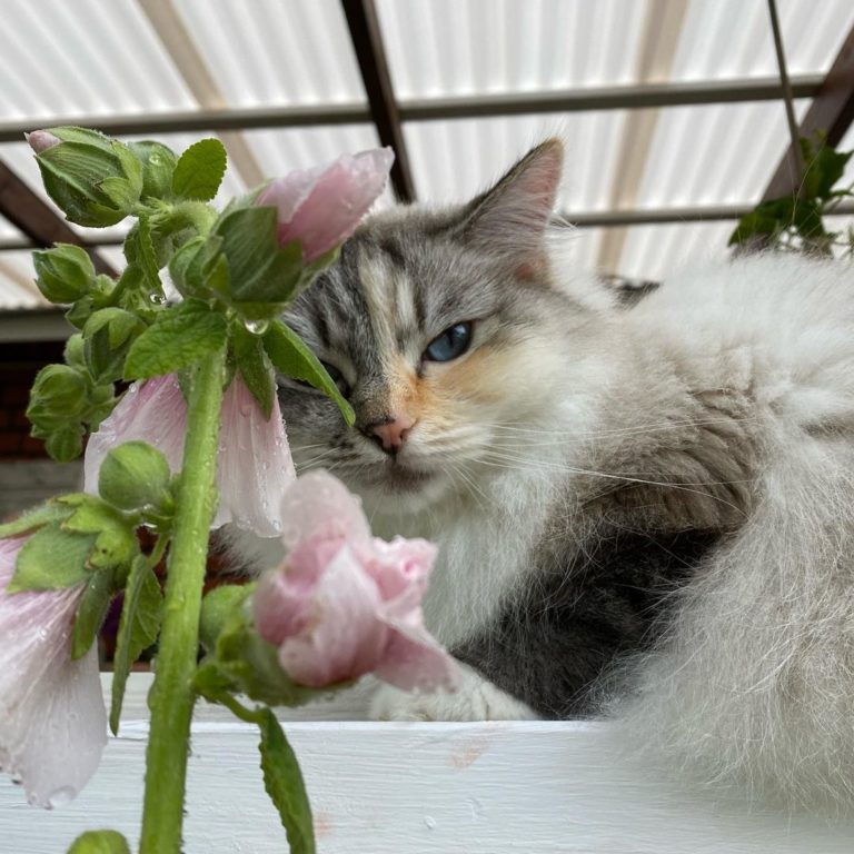 此網友同時也是貓咪攝影師，拍下許多貓咪可愛的面貌。（圖／Instagram帳號：fjarilflickans）