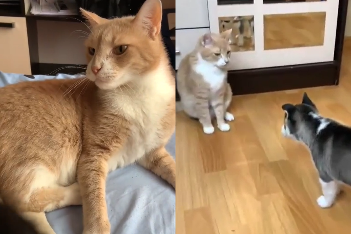 貓皇第一次見面就霸氣全開，二哈的白目舉動立刻就被揍一拳！（圖／TiKTok帳號：family_travel8）