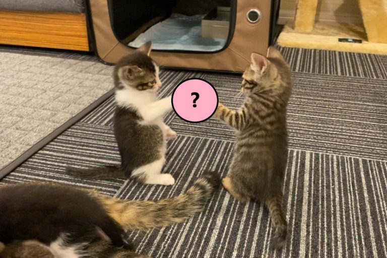 日本一名推主剛好拍下兩隻小貓「猜拳」的瞬間，引起網友熱烈討論。（圖／twitter帳號kl_qnt）