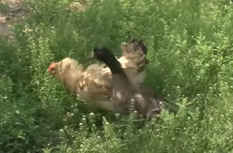 這隻鴨子很喜歡母雞，每天黏在牠身邊。（圖／Youtube帳號：SBS TV동물농장x애니멀봐）