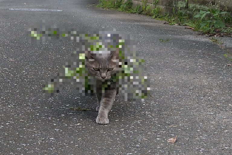 灰貓一臉霸氣地在散步，卻被網友笑是在「進行光合作用」。（圖／twitter帳號koebi_koimo）