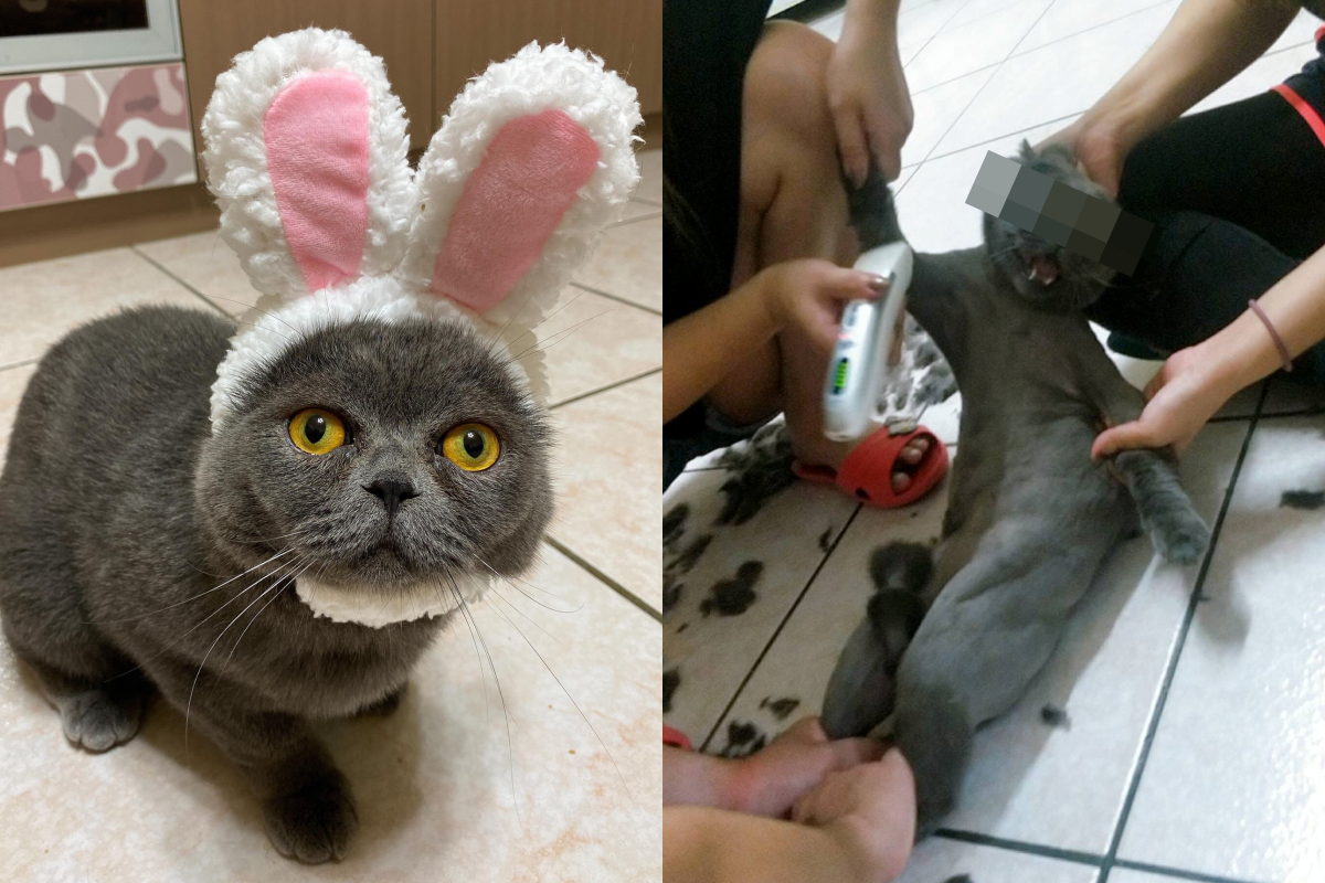 貓被剃毛氣到表情變形，模樣就像要上處刑台！（圖／網友松噯授權提供）