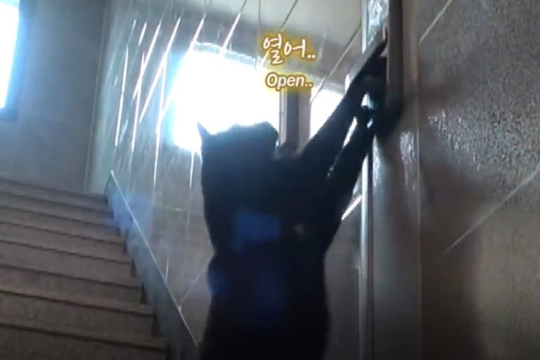 韓國一隻浪貓總是狂按某一戶的電子鎖，試圖開門進屋。（圖／翻攝自YT帳號SBS TV동물농장x애니멀봐）