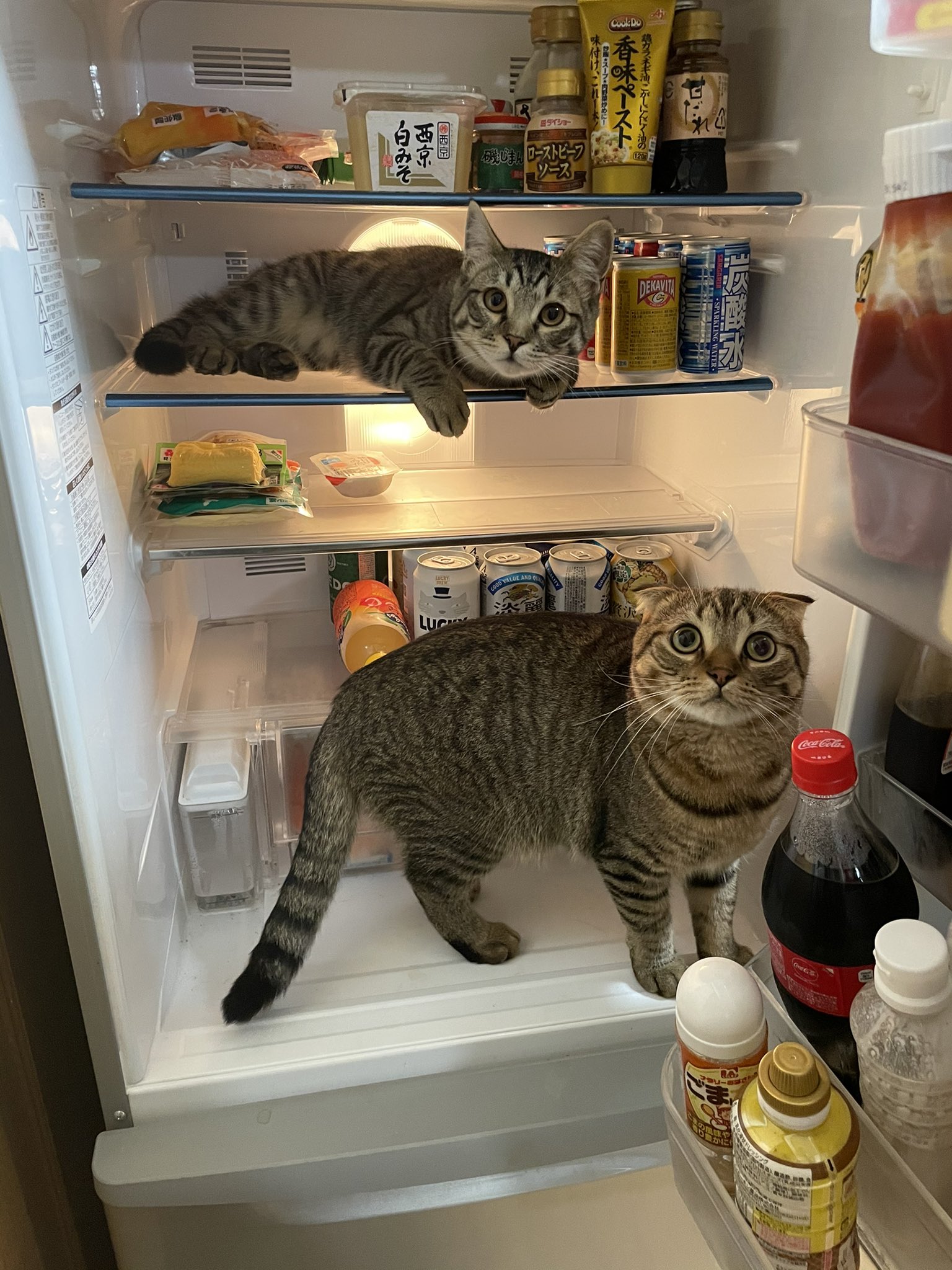 好不容易進去，打開冰箱怎麼還有？（圖／Instagram帳號：tomeji1106）