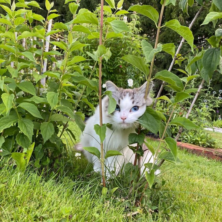 用樹葉饋頭？（圖／Instagram帳號：fjarilflickans）