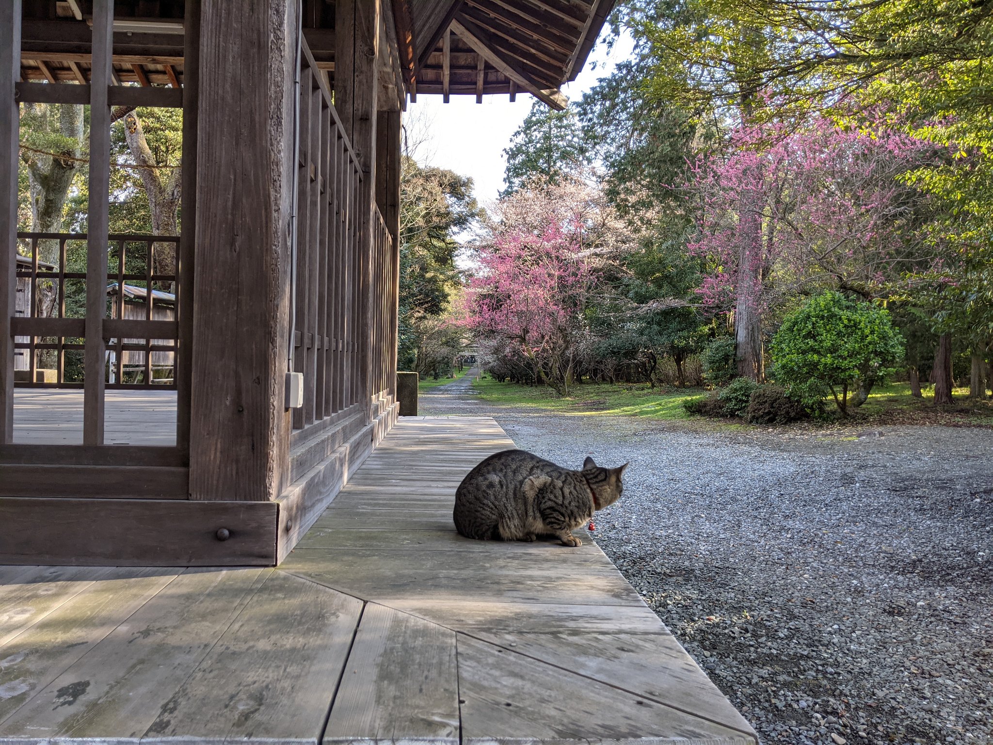 神社園內遍布櫻花，風景非常雅致。（圖／Twitter帳號：yukisugi_shrine）