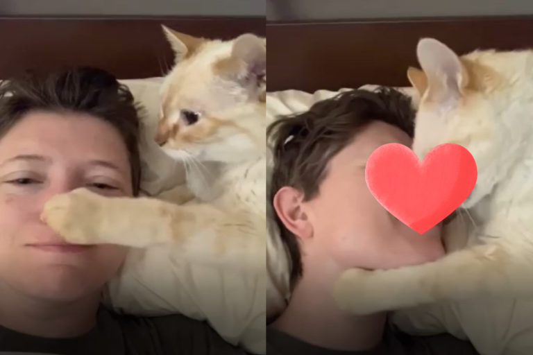 美國一隻橘貓給主人熱情的「蹭鼻之吻」！（圖／FB帳號Jennifer Lamp）