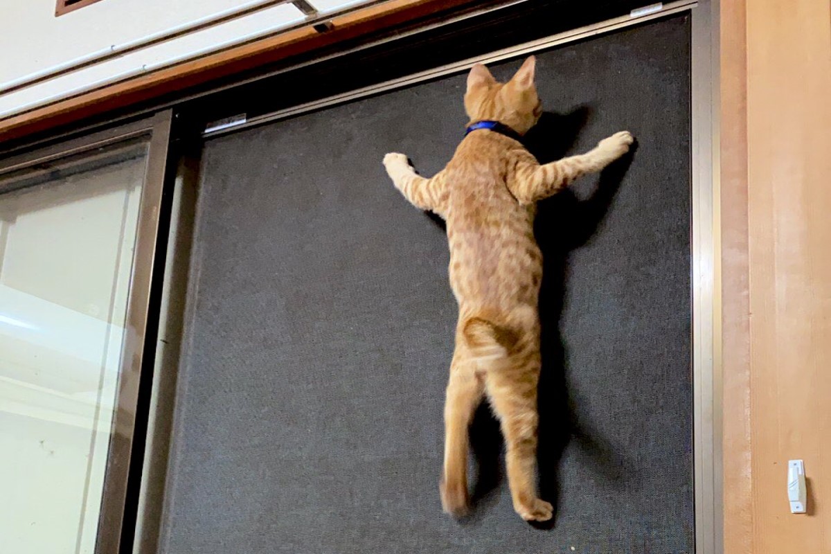 日本一名推主家出現超狂「忍者喵」。（圖／twitter帳號lili_mdoki）