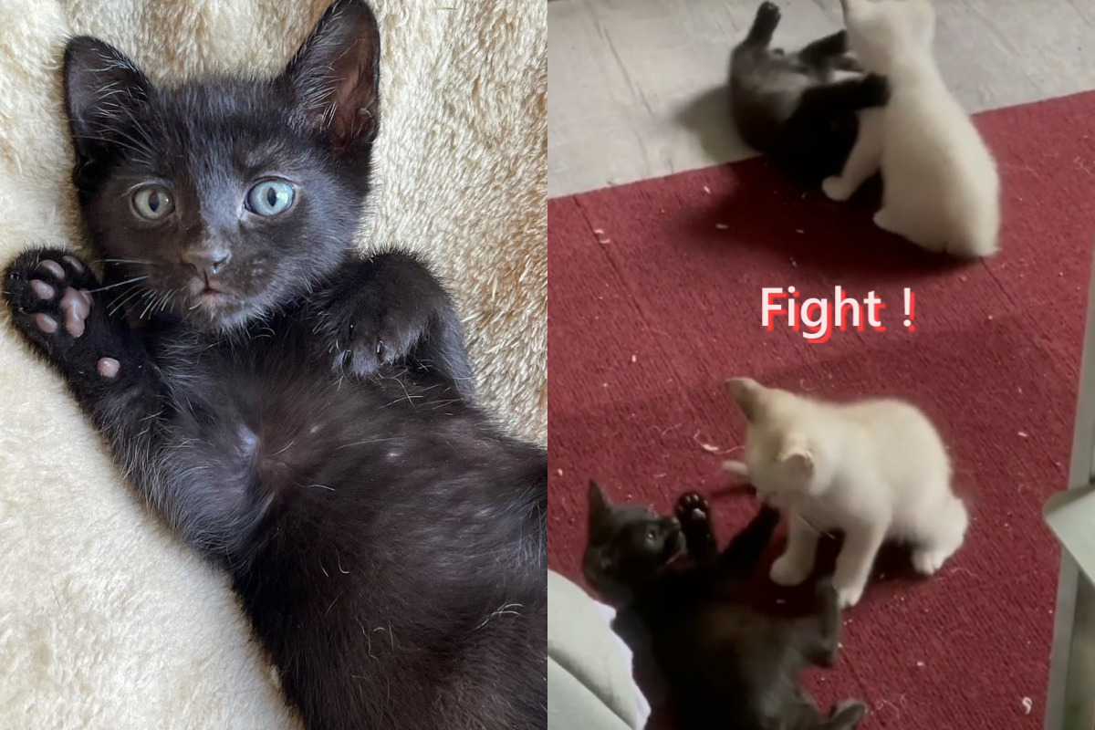 黑貓組對戰白貓組，黑喵隊竟被壓在地上打！（圖／Instagram帳號：krystefosterkittens） 
