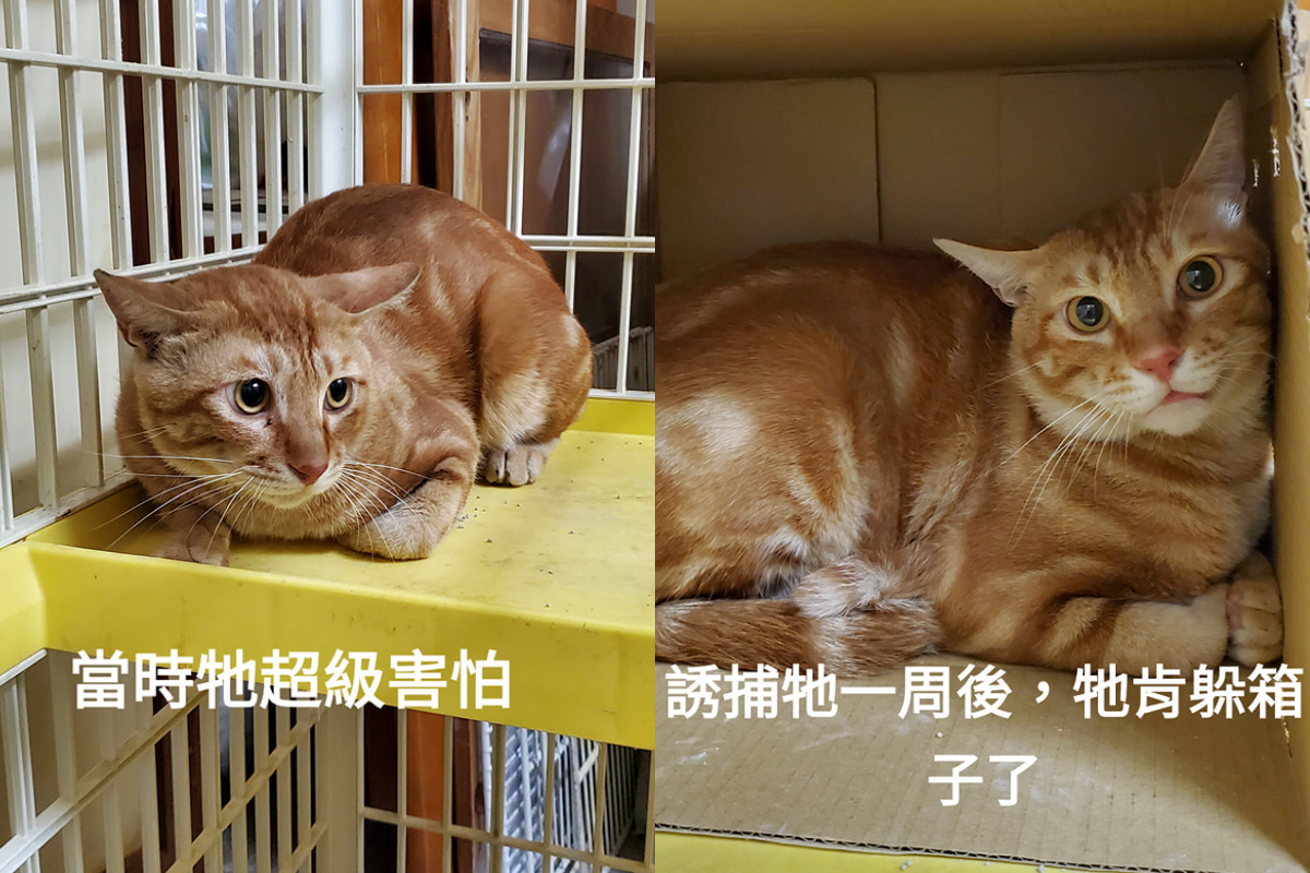 浪貓剛誘捕回來時非常兇狠，在奴才耐心陪伴後逐漸放開心胸。（圖／網友廖惠珊授權提供） 
