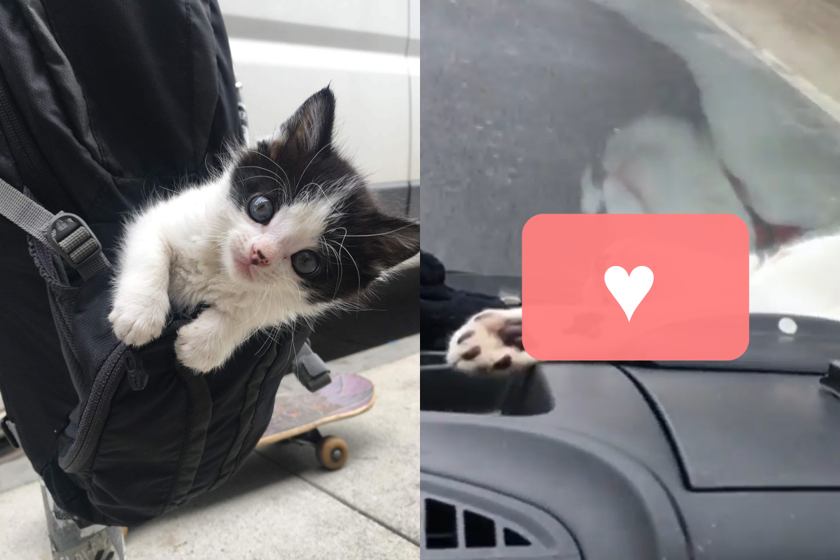 賓士貓躺在轎車儀表平台上，舒適輕鬆像在度假！（圖／Instagram帳號：rambo_in_the_wild） 