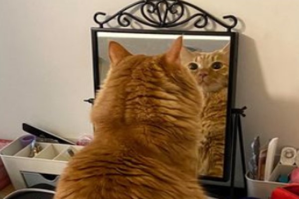 橘貓太自戀竟狂照鏡子半小時網笑：被自己帥到？