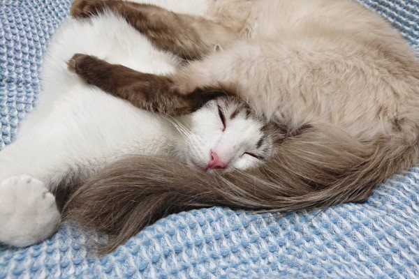 2隻貓感情好！合體「互睡胯下」奴驚：不會閃到腰？