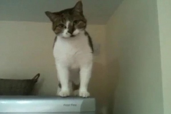 影／超狂貓咪下冰箱　沿縫隙垂直縱走：找我嗎？
