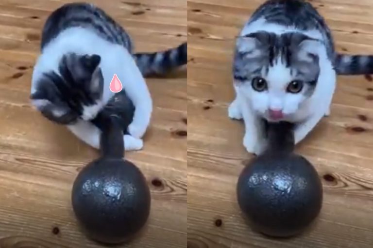 日本一隻萌貓試圖舉起8公斤啞鈴！（圖／twitter帳號JRkb57Yk7Sjbl）