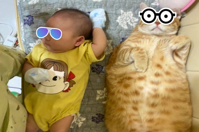 以大橘為重！奴才曝「胖胖貓咪VS嬰兒」對比照　網笑：壓倒性勝利
