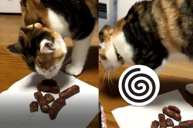 日本一名貓奴吃花林糖時，竟然被主子誤認是「便便」狂撥砂！（圖／twitter帳號sorao_mikann）