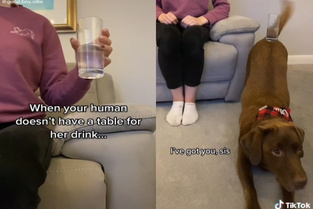 英國一隻咖啡色拉拉擁有超好平衡感，非常會用屁屁頂物品！（圖／Tik Tok帳號good.boy.ollie）