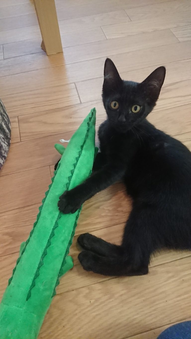 正在玩鱷魚娃娃的小黑貓。（圖／Twitter帳號：cat_nekojarashi）