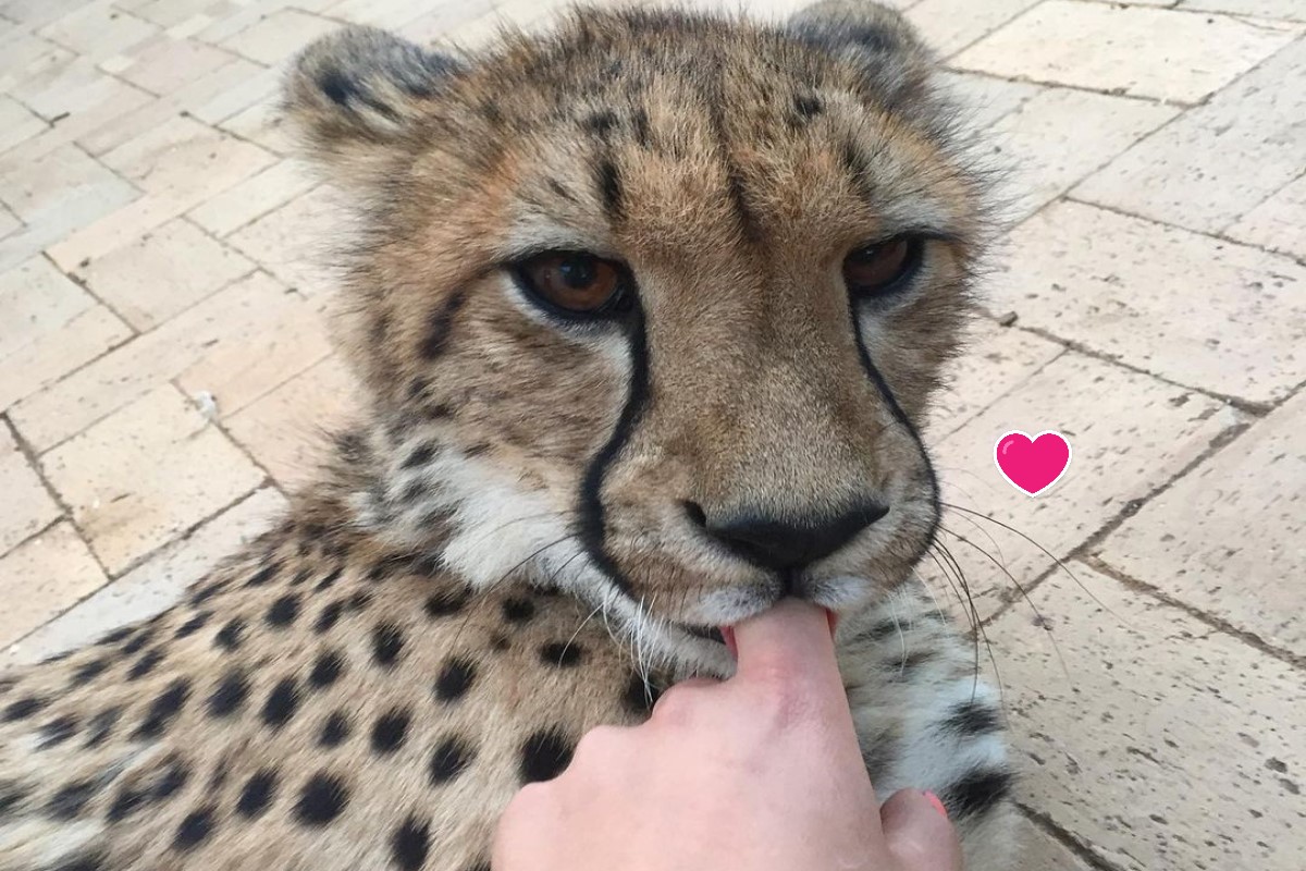 南非獵豹保護區一隻年輕獵豹喜歡吸手指。（圖／IG帳號lisatorajaqueline）