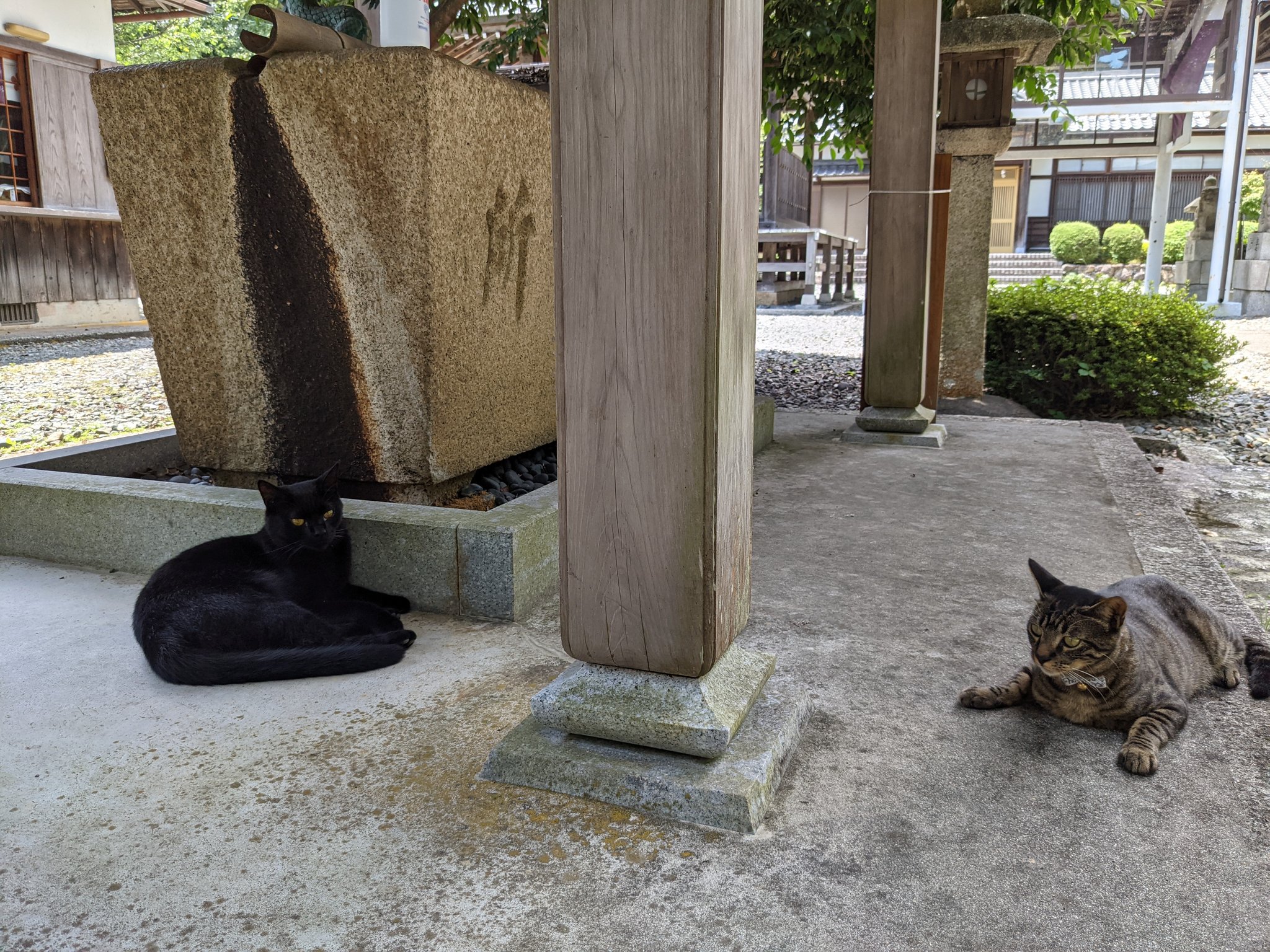 兩隻貓咪似乎很喜歡這個地方，常常在這邊休息。（圖／Twitter帳號：yukisugi_shrine）