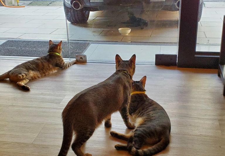 家裡的貓咪會透過玻璃窗偷看小黑貓吃飯！（圖／網友Chun Lin授權提供）