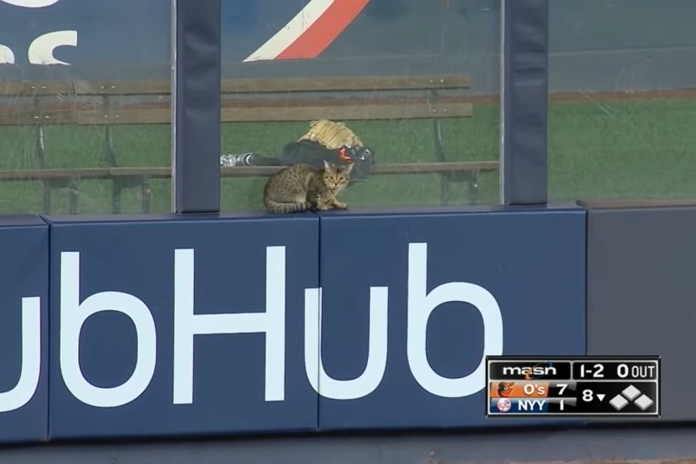 貓咪不小心跑進洋基球場，可愛身影意外成為全場焦點！（圖／Youtube帳號：MLB） 