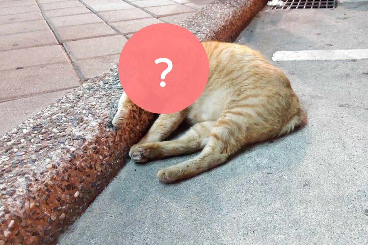直擊酒吧外橘貓醉臥路邊，網友見了紛紛喊想撿！（圖／Facebook粉專：火唷 HOYO） 