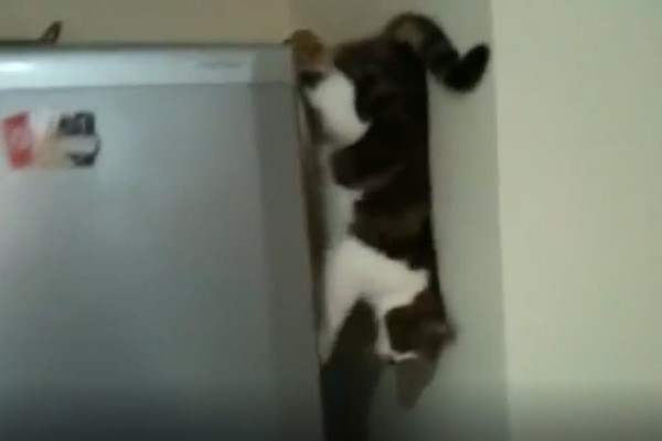 影／超狂貓咪下冰箱　沿縫隙垂直縱走：找我嗎？