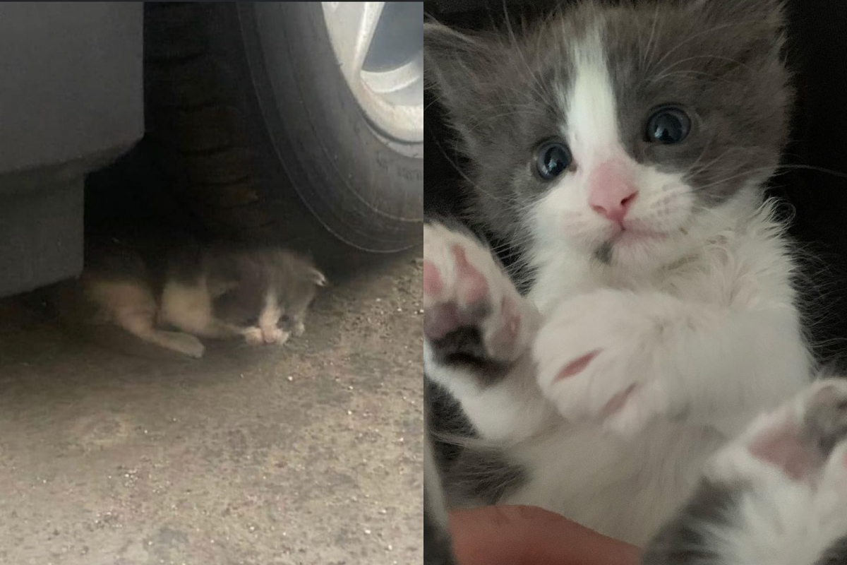 車底下發現虛脫小貓正垂著耳朵躺在輪胎旁邊。（圖／Instagram帳號：alleycatrescue） 