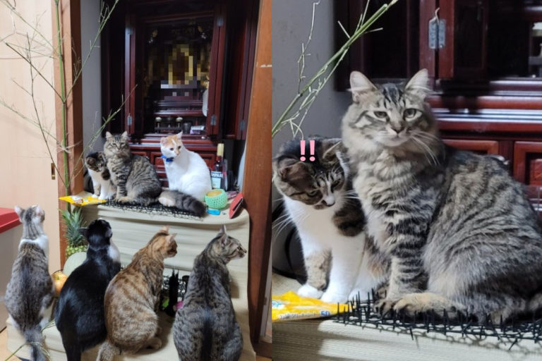 日本一名推主表示盂蘭盆節當天佛壇被貓咪「群聚霸占」。（圖／twitter帳號7Non30noN7isi7）