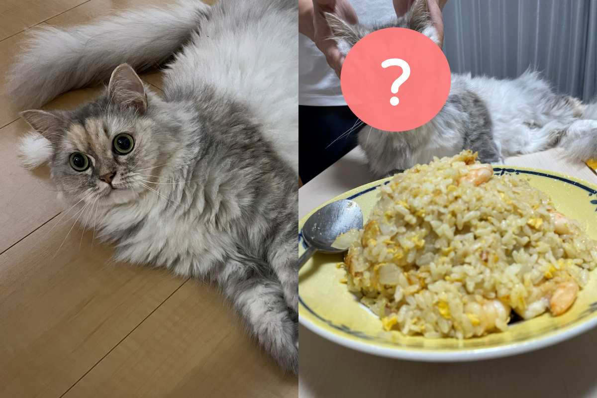 奴才阻擋貓竟一把將牠揉成不同品種，網友看了都說像梅乾菜！（圖／Twitter帳號：tanu_moka15） 