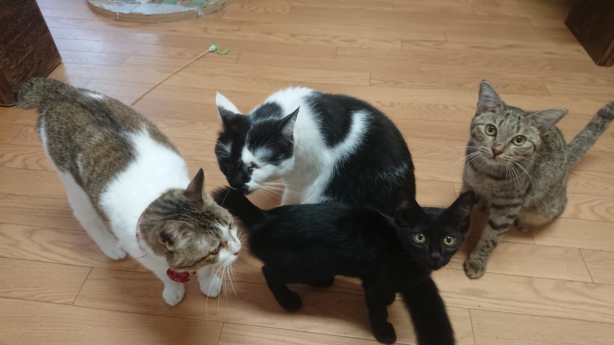 店內待領養的貓貓們。（圖／Twitter帳號：cat_nekojarashi）
