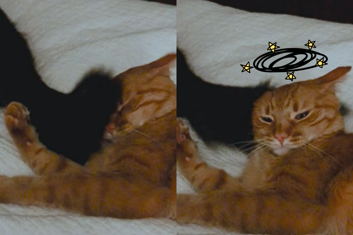 國外一隻大狗興奮地對主人撒嬌搖尾巴，不料全都揮在身後的橘貓臉上。（影／美聯社 AP+Jukin Media授權）