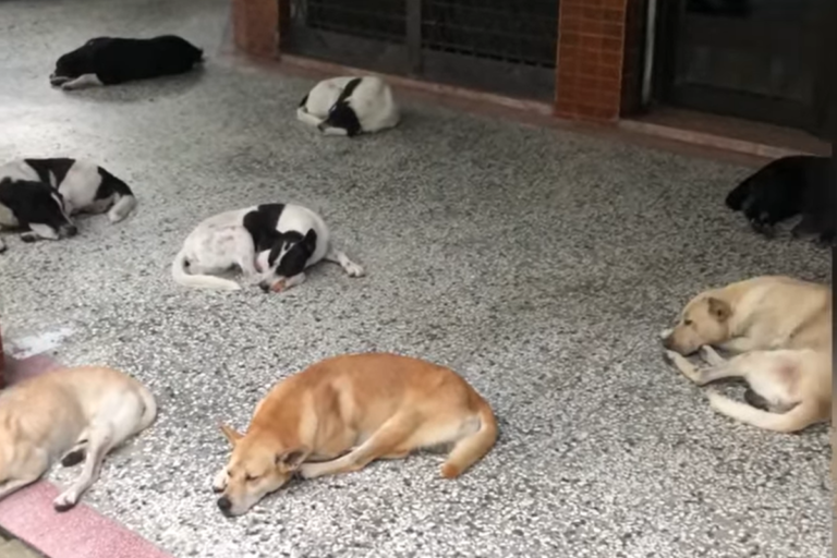 網友拍到騎樓下有10隻狗狗「戶外群聚」的可愛景象。（圖／翻攝自路上觀察學院網友林家豪） 