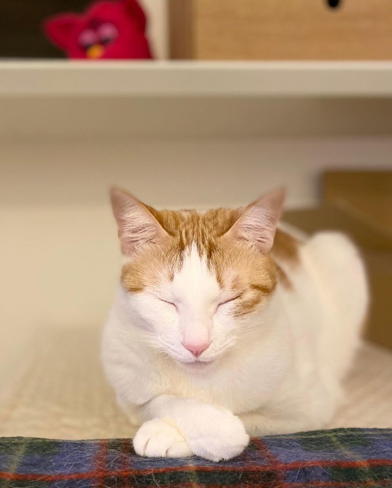 家裡還有一隻只愛黏著老公的橘白貓。（圖／Instagram帳號：tamakotamagoyama）