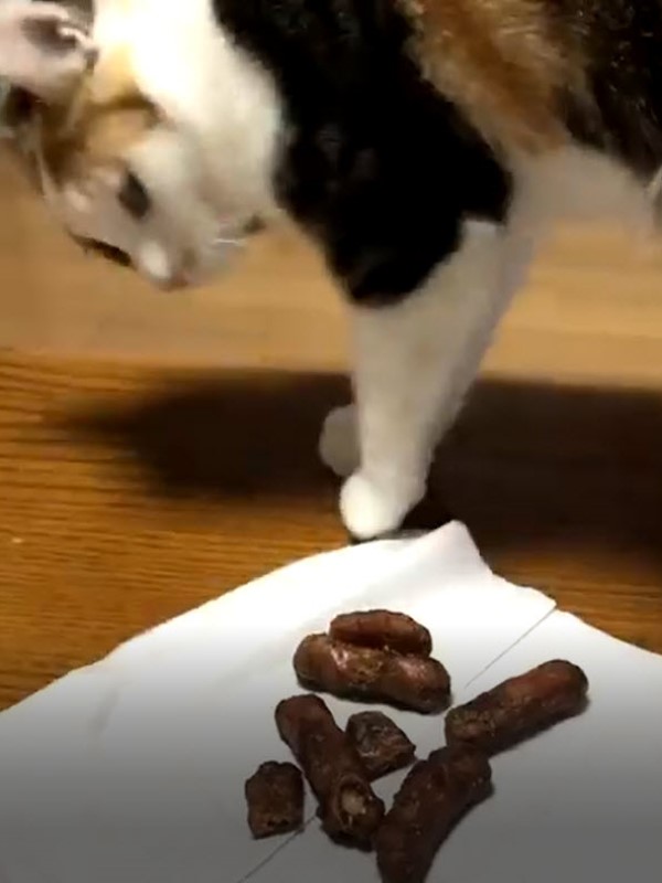 奴才吃零食竟被貓誤認是「便便」牠轉身埋砂：快蓋起來！