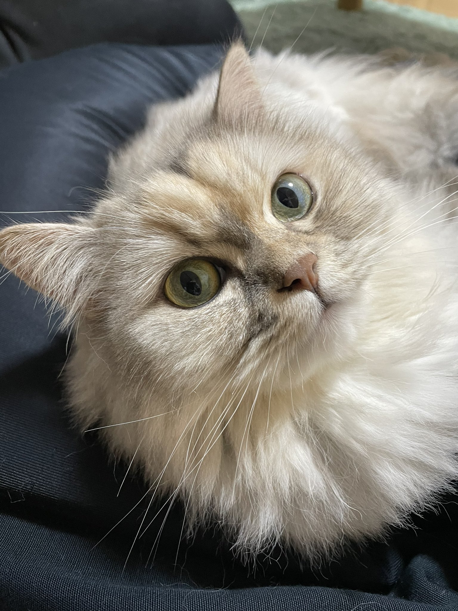 平常漂亮可愛的貓咪摩卡。（圖／Twitter帳號：tanu_moka15）