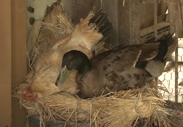 鴨子硬跑到雞舍中跟母雞培養感情。（圖／Youtube帳號：SBS TV동물농장x애니멀봐）