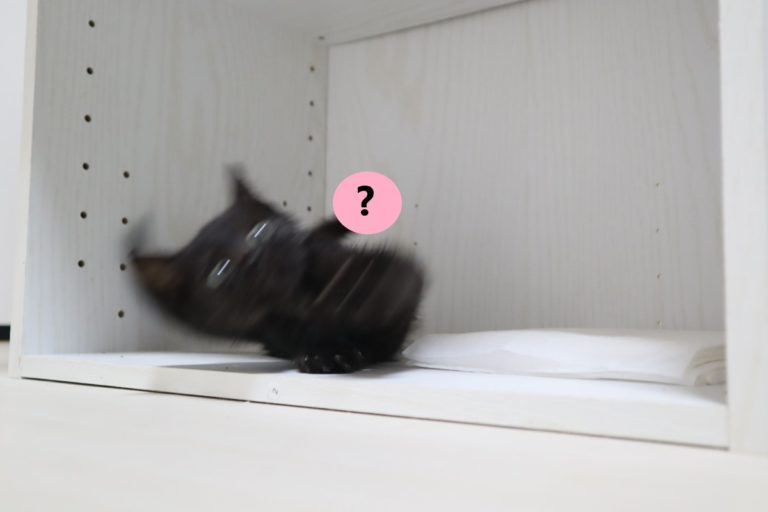日本一間獸醫院裡有一隻小黑貓日前玩耍時不小心跌倒，網友看了照片全都笑翻了！（圖／twitter帳號Spaykitaq）