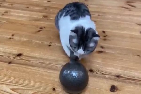 萌貓抱8KG啞鈴想舉重　網笑：努力練習比奧運！
