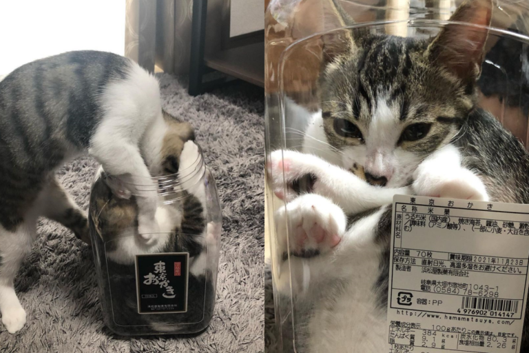 兩隻小貓爭相想爬進米菓罐，讓人看了想一桶抱走！（圖／Instagram帳號：warabi.kinako0401） 
